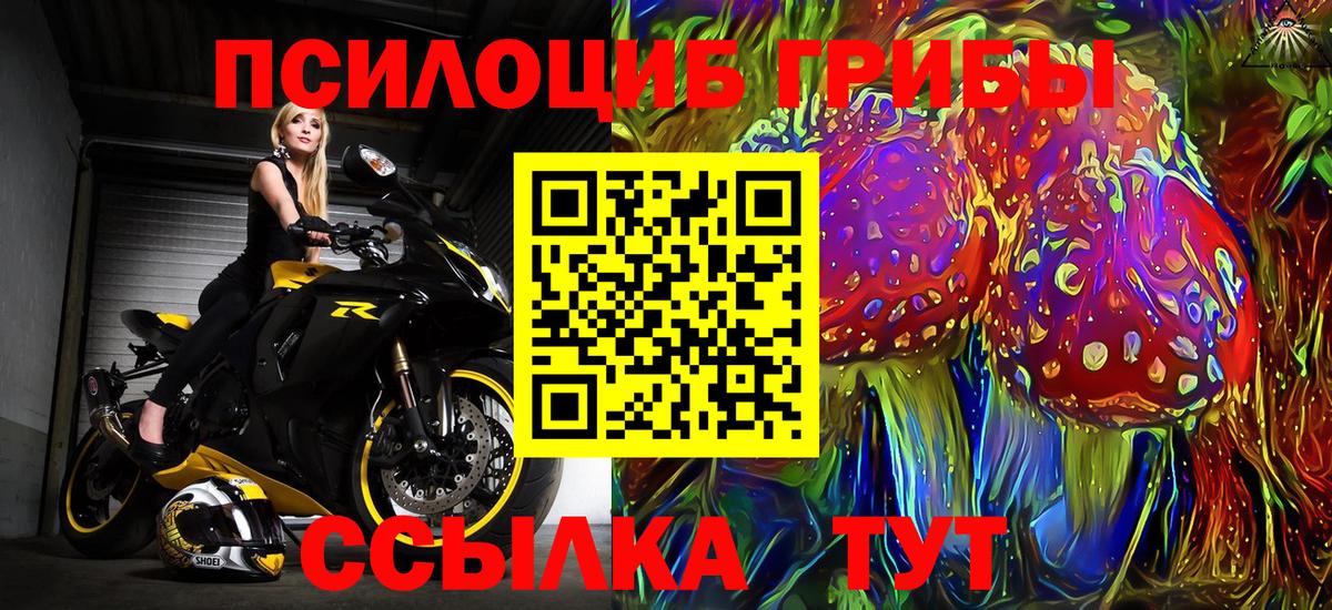 Псилоцибиновые грибы Psilocybe Десногорск